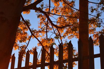 Low angle view of trees against sky during autumn