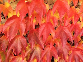 Full frame shot of red leaves
