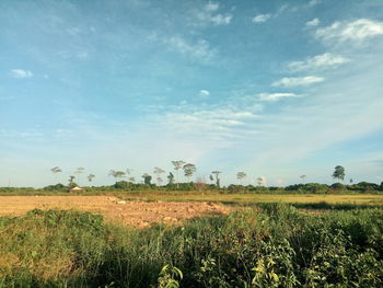 Scenic view of field against sky