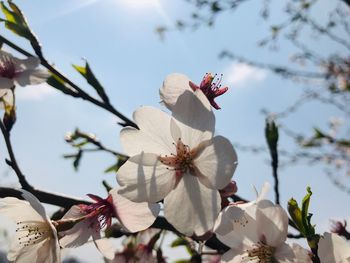 Close-up of white cherry blossoms