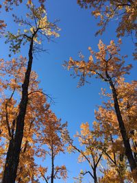 Low angle view of trees against sky
