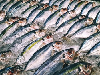 Close-up of fish for sale in market