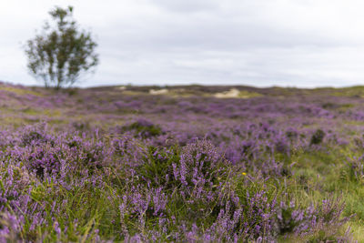 Close-up of purple flowering plants on field against sky