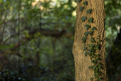 Close-up of tree trunk in forest