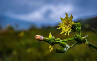 Close-up of yellow flower buds growing outdoors