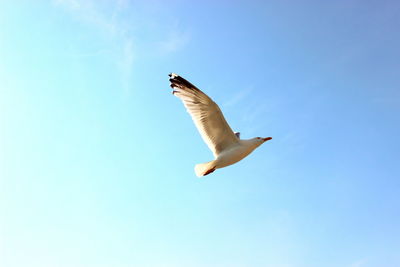 Low angle view of bird flying against clear blue sky