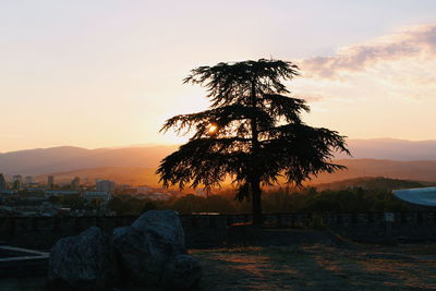 Trees in city at sunset