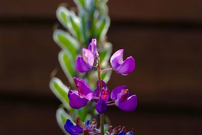 Close-up of purple flowers blooming outdoors