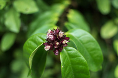 Close-up of flowers growing on plant