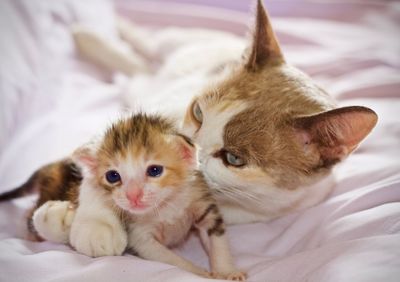 Close-up portrait of kitten with cat relaxing on bed at home