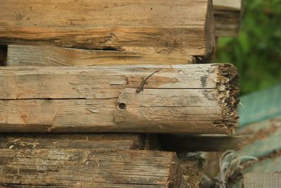 Close-up of lizard on wood