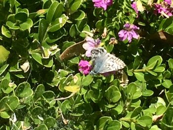 High angle view of butterfly on plant