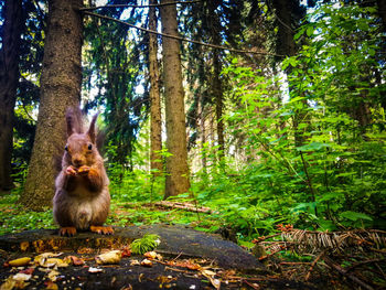 Forest from a different point of view.