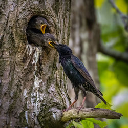 Close-up of bird perching on tree