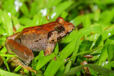 Close-up of frog on plant