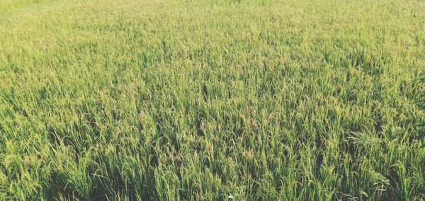 Full frame shot of corn field