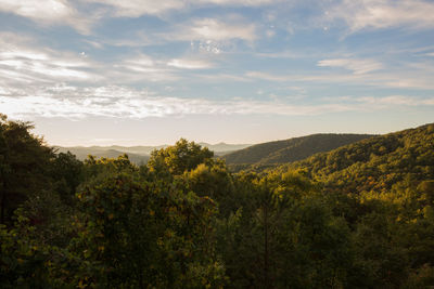 Trees on landscape against sky