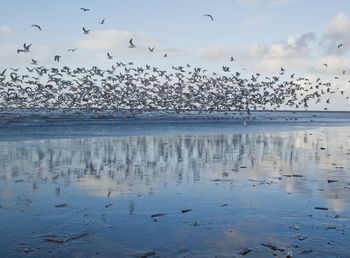 Birds flying over sea against sky