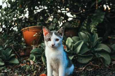 Tabby cat sitting outdoors