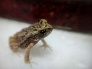 Close-up of frog