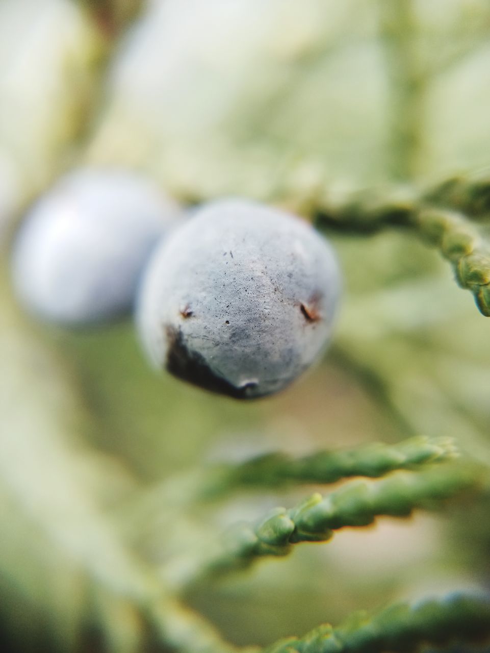 CLOSE-UP OF FRUIT ON A PLANT