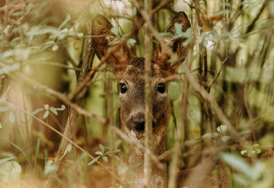 Close-up of deer