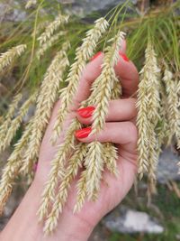 Cropped hand holding plant