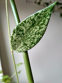 Close-up of green plant