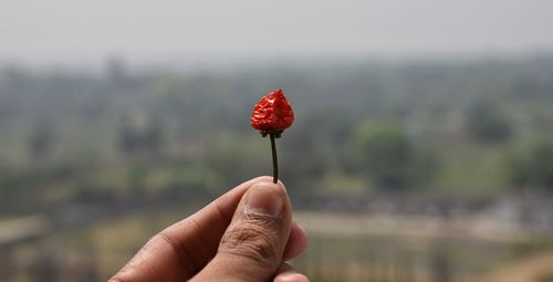 Cropped hand of person holding red chili pepper against sky