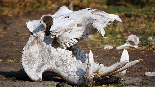 Close-up of animal skull