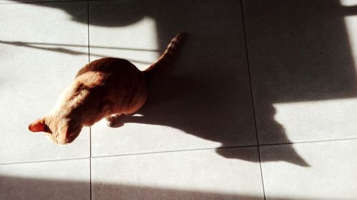 High angle view of cat on floor