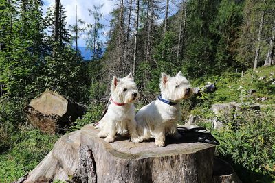 2 dogs in nature 