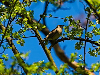 Low angle view of bird perching on tree against sky