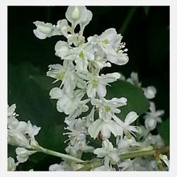 Close-up of white flowers