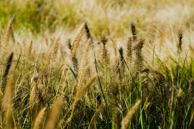 Close-up of stalks in field