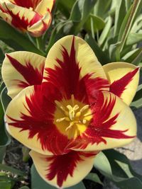 Close-up of red flowering plant