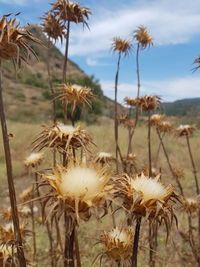 Close-up of wilted flower on field against sky