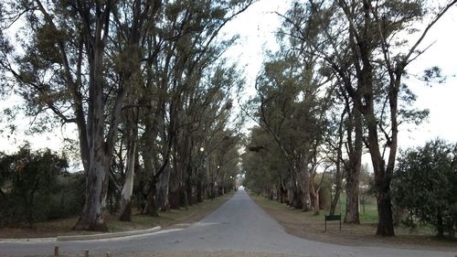 Empty road along trees