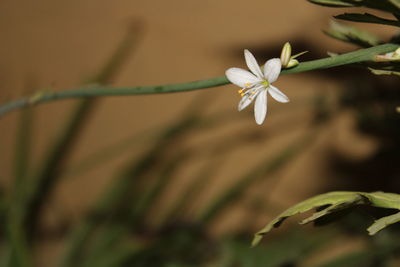 Close-up of white flowering plant