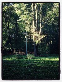 Trees growing on grassy field