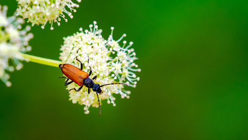Close-up of insect on flower