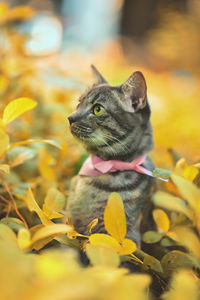 Close-up of a cat looking away