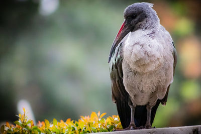 Close-up of bird perching on tree