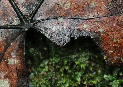 Close-up of plant