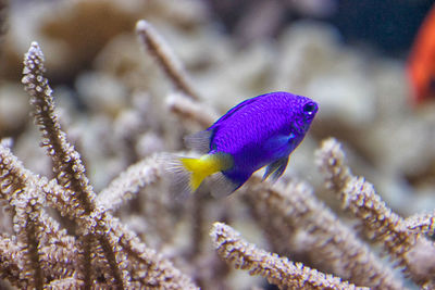 Close-up of fish underwater