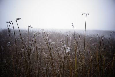 Close-up of grass on field against clear sky