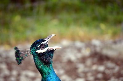 Close-up of peacock calling on field