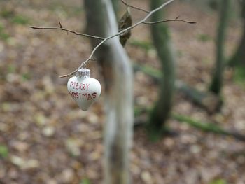 Close-up of hanging outdoors