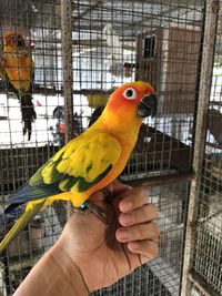 Close-up of a hand holding bird in cage