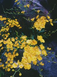 Close-up of yellow flowers blooming outdoors